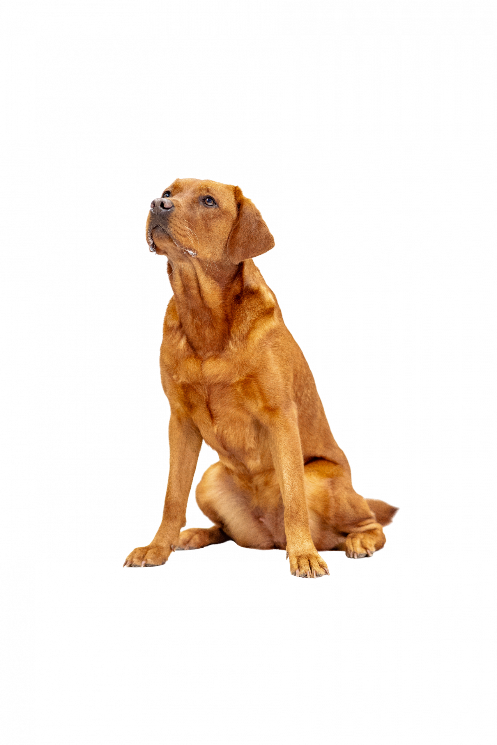 Torvi