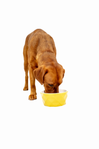 Foxred Labrador frisst aus einem gelben Napf, BARF-Ernährungsberatung foxred & brindle