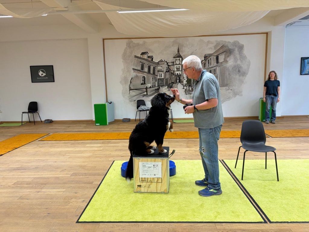 Berner Sennenhund beim Podest-Training in der Indoor-Halle am Hanroareal