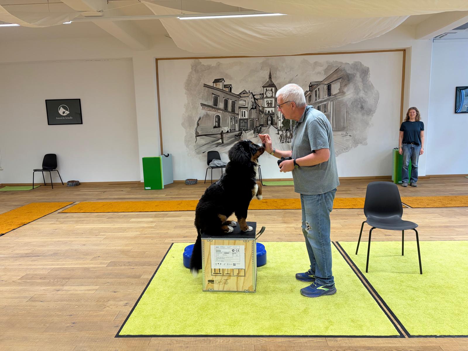 Hundetraining bei foxred & brindle Liestal — gewaltfrei, alltagsnah, Indoor