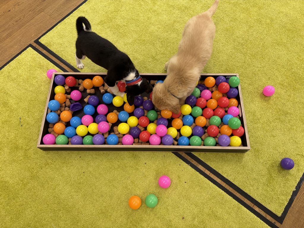 Zwei Welpen beim Schnüffelspiel im Bällebad – Welpengruppe im Indoor-Trainingscenter der Hundeschule foxred & brindle in Liestal