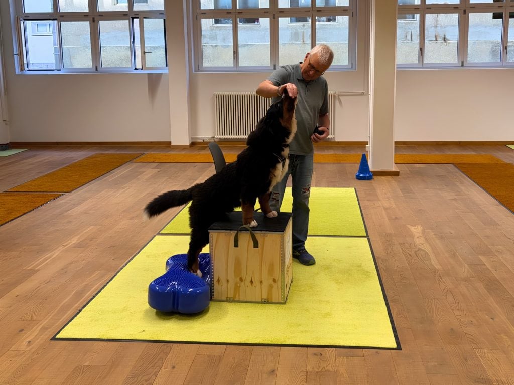 Junghund beim Balance- und Podest-Training – Junghundegruppe im Indoor-Trainingscenter der Hundeschule foxred & brindle in Liestal