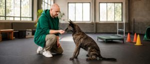 foxred & brindle - Deine Hundeschule in Liestal
