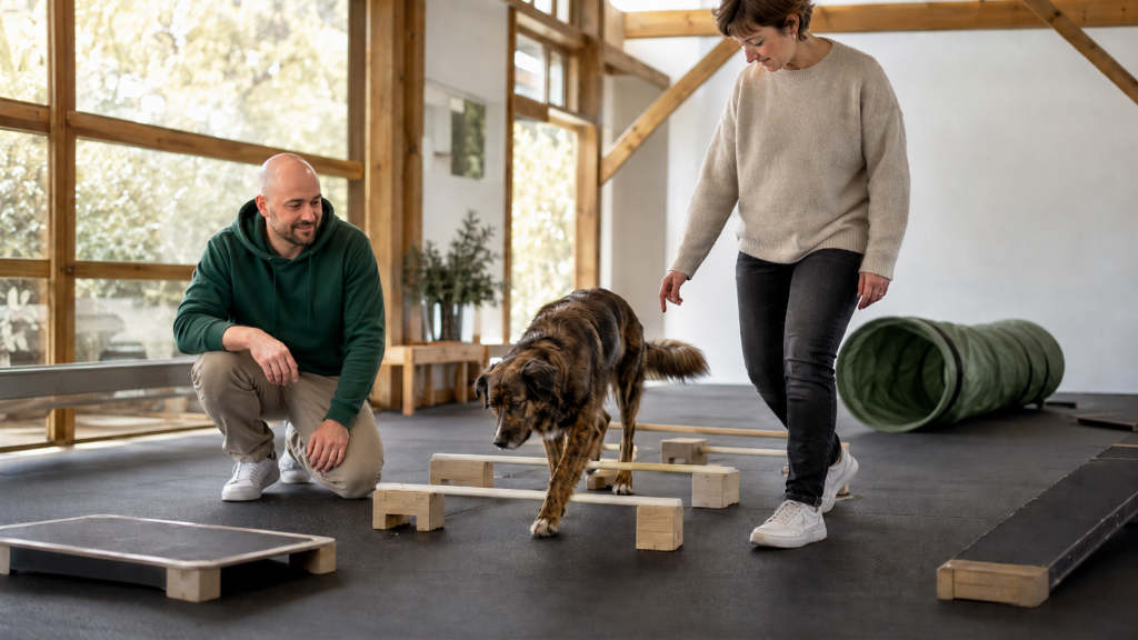 Indoor Fun-Edition bei foxred & brindle in Liestal: Hund auf Cavaletti- und Balance-Geraeten zur dosierten Auslastung