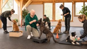 Trainer markiert und belohnt einen Hund beim Klickertraining