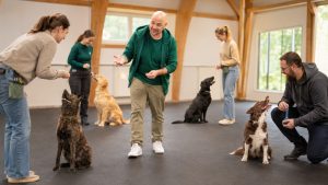 Aufmerksame, motivierte Hunde im Gruppentraining