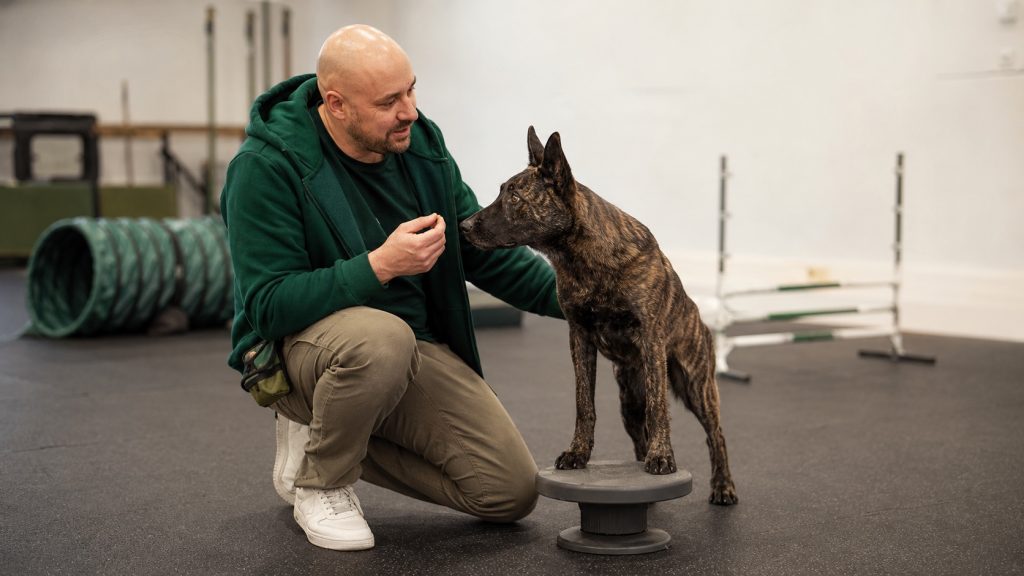 Junger Hund auf einem Balance-Pod im Indoor-Training von foxred & brindle, begleitet vom Trainer mit Leckerli