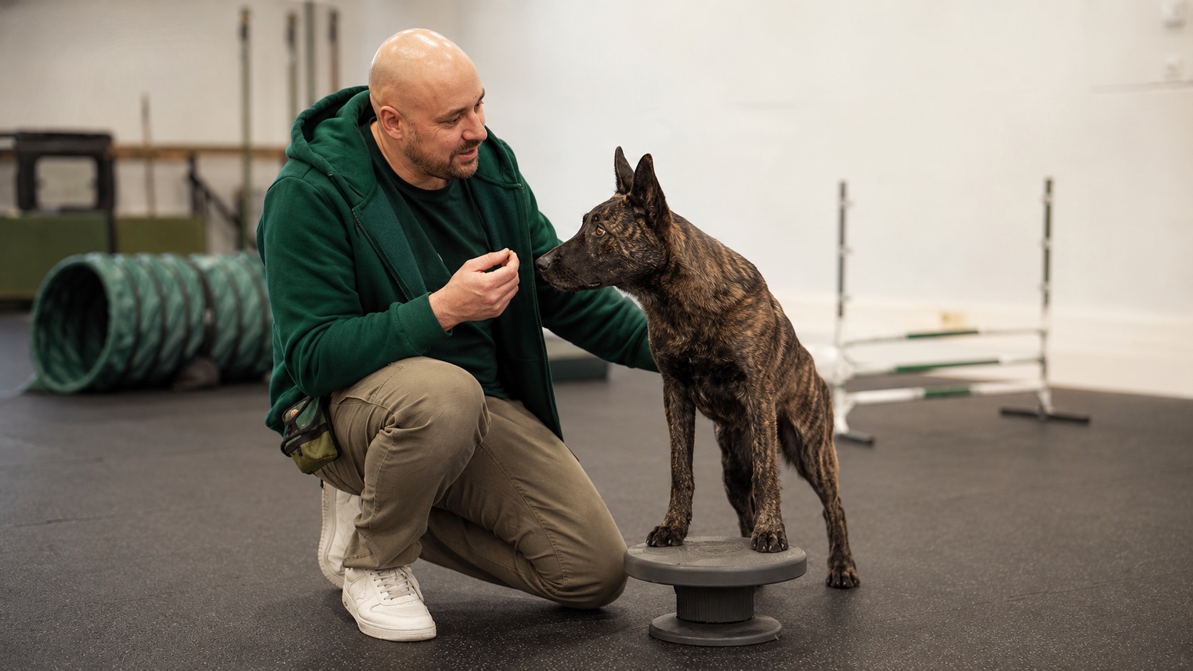 Junger Hund auf einem Balance-Pod im Indoor-Training von foxred & brindle, begleitet vom Trainer mit Leckerli