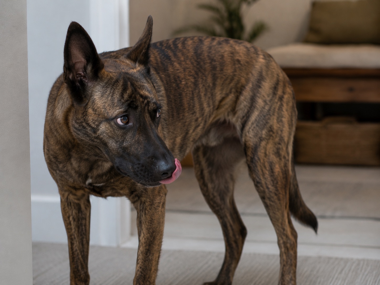 Brindle-Hund wendet den Kopf ab, leckt sich über die Nase und zeigt Weiss im Auge – typische Stresssignale