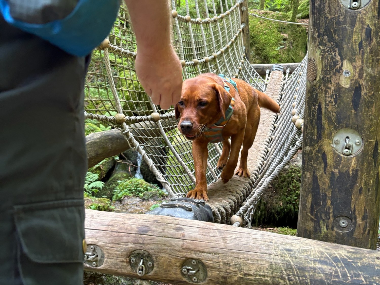 Torvi balanciert über eine Hängebrücke im Wald