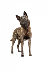 Chewie