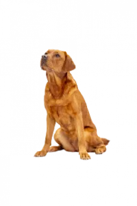 Torvi